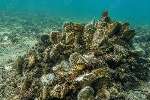 Restored Oyster Reef Creating Coastal Habitat, Supporting Biodiversity and Natural Water Filtration