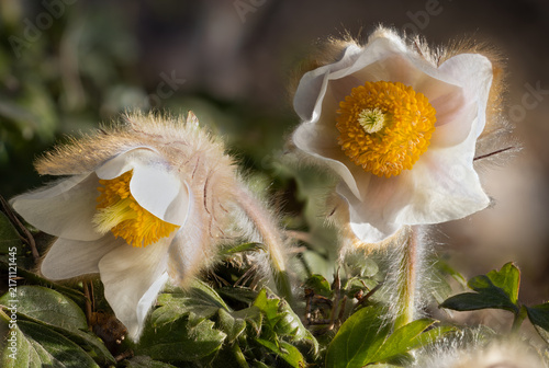 Bild auf Leinwand Two large hairy (spring pasqueflowers on the forest floor