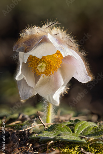 Konstfotografi Large hairy spring pasqueflower flowering with white flowers