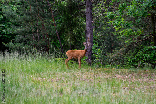 Roe deer buck standing at the edge of a summer forest in tall grass, Slovakia