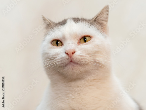 фотографія Portrait of white cat with yellow eyes on light background close-up