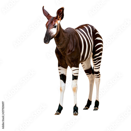 Plakat Standing okapi in the wild forest