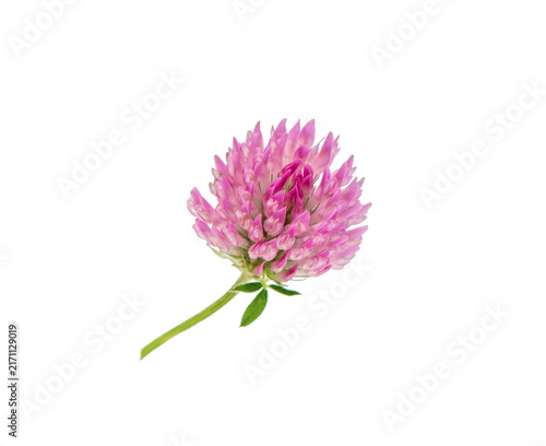 Clover Flower Close up. Clover on white.