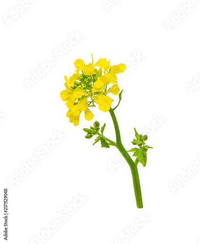 Mustard plant. Canola flower isolated.  Rapeseed plant.