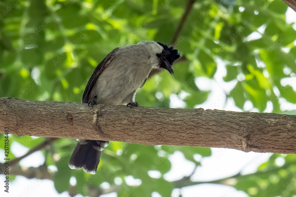 Naklejka premium A bulbul in a tree with dense foliage.