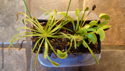 Two Venus Flytrap plants
