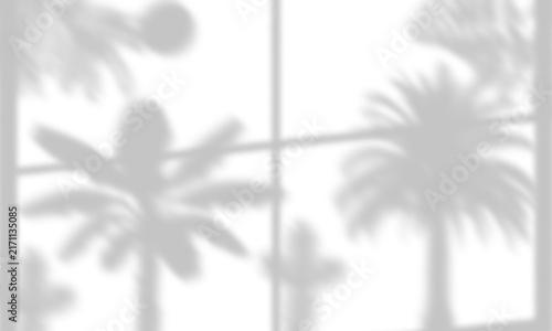 Night Palm Trees & Cactus behind Window Frame Shadow