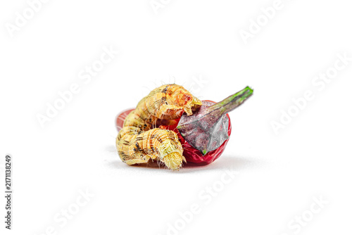 Helicoverpa armigera caterpillar on red chili pepper isolated on white background. Macro shot
