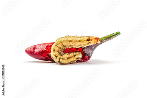 Helicoverpa armigera caterpillar on red chili pepper isolated on white background. Macro shot