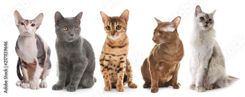 Bild auf Leinwand Cute cats of different breeds on white background, collection