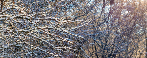 Fotografie Snow-covered tree branches lit by sunlight in winter forest