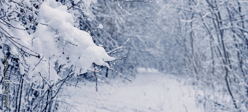 Cuadro en lienzo Snow-covered path among trees in winter forest with snow-laden branches