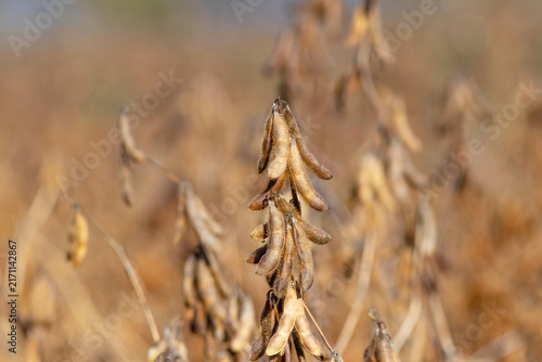 Ripe soybean pods in field ready for harvest in autumn
