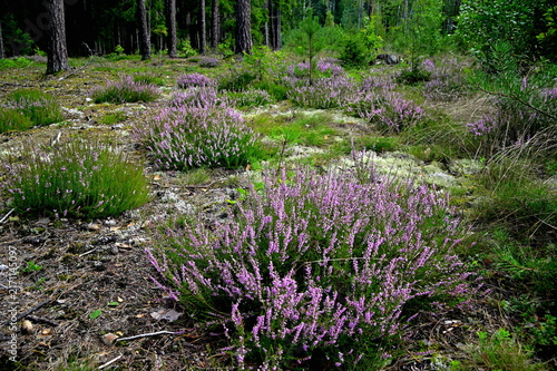purple flowers in the forest