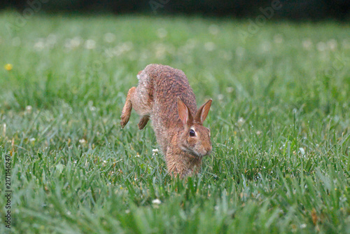 Foto Young rabbit leaps through vibrant green grass