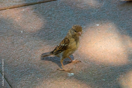 Cuadro en lienzo Uccelli
