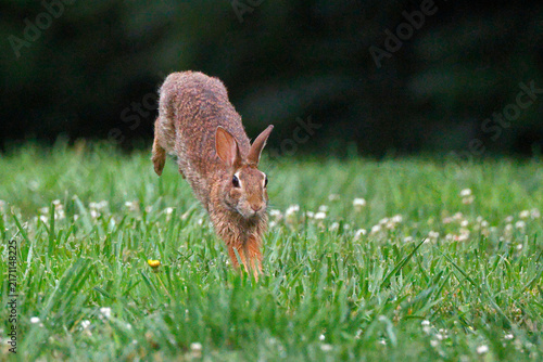 Brown rabbit hops through green grass dotted with white flowers. Gentle light highlights fur and alert ears. Slightly blurred background emphasizes movement. Natural setting evokes calm, wild charm