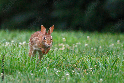 Brown rabbit stands alert in vibrant green grass. Tiny white flowers dot the lush field around it. Dense foliage forms a soft blurred background. Its ears perk upward, eyes gaze forward attentively