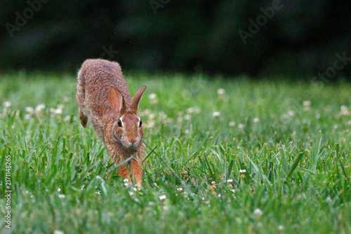 Brown rabbit hops through green grass dotted with white flowers. Soft focus background enhances natural movement. Gentle creature moves with quiet curiosity across the field