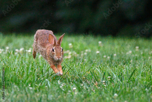 Brown rabbit hops through vibrant green grass. Tiny white flowers dot the meadow. Background is soft, dark foliage. Natural, peaceful outdoor moment. Perfect for nature, wildlife, or garden themes