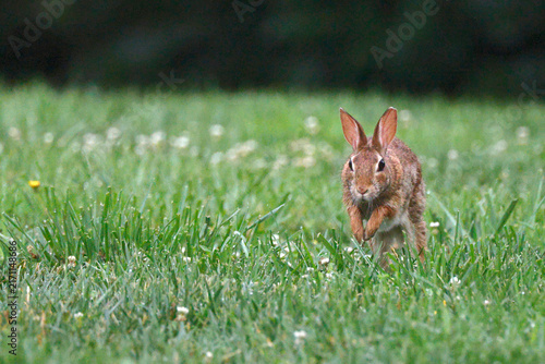 Brown rabbit stands alert in vibrant green grass. Tiny white daisies dot the grassy field. Soft focus background enhances the subject's presence. Nature's quiet energy captured in a single moment