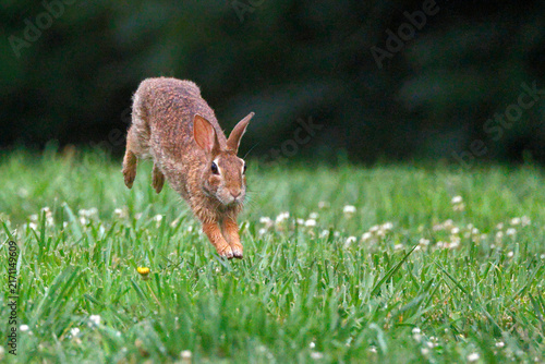 Brown rabbit leaps across vibrant green grass. Tiny white flowers dot the meadow. Soft focus background emphasizes motion and nature. Ideal for wildlife or springtime scenes