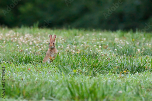Small brown rabbit stands in lush green field. Dandelions dot the grassy expanse behind. Soft light enhances natural colors of scene. Animal appears alert, ears twitching. Perfect for nature, wildlife