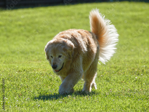 Golden retriever bounds across lush green grass. Tail fluffs high as it moves with joyful energy. Sunlit fur gleams in the bright outdoor light. Playful spirit radiates from this happy canine