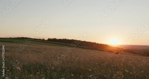 Scenic countryside sunset over a rolling hill with a cow grazing