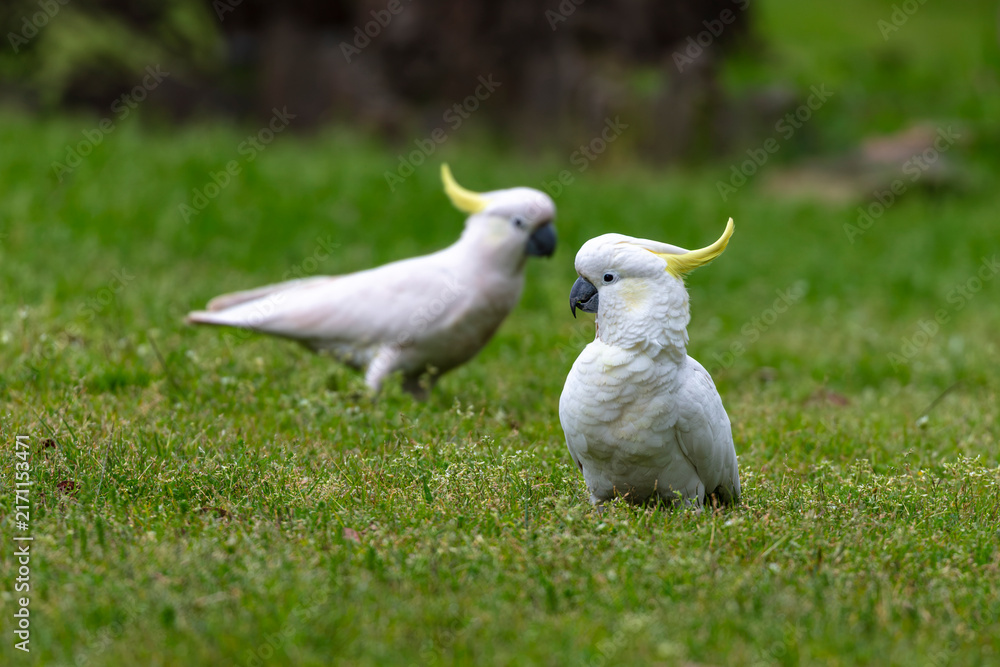 Fototapeta premium Photograph of two Australian Sulphur Crested Cockatoos standing in a grassy field on a sunny day while foraging for food in the Blue Mountains in New South Wales, Australia