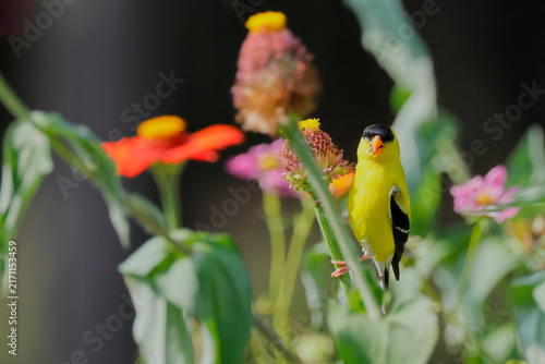 Bright yellow bird perches on plant stem. Soft-focus petals frame the bird's vivid colors. Glossy feathers catch sunlight in natural garden light. Flowers bloom in soft pink, orange, and red tones