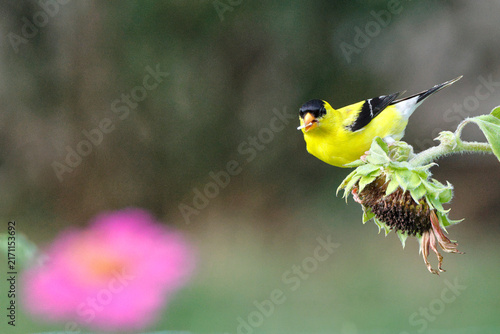 Bright yellow bird perches on dried sunflower head. Soft pink bloom glows in blurred background. Natural garden scene with gentle focus on bird. Bird appears calm, enjoying moment on plant