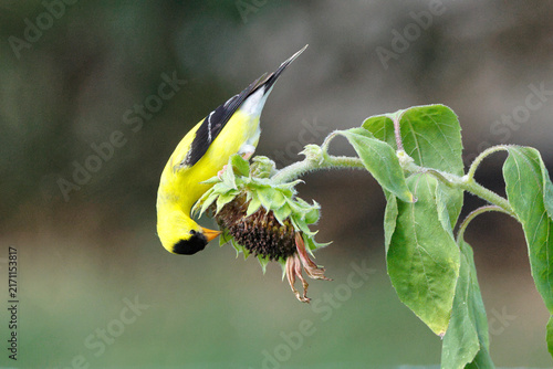 Yellow bird feeds on a sunflower head. Green leaves surround the sunflower stem. Bird's head dips low to reach seeds. Nature's quiet moment captured in detail