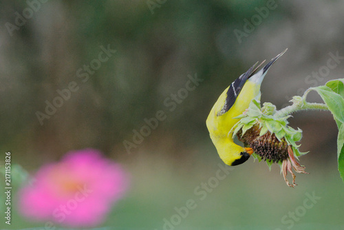 Bright yellow bird feeds on sunflower seed head. Soft pink bloom blurs in background. Green leaves frame the feeding action. Nature's quiet moment captured in detail