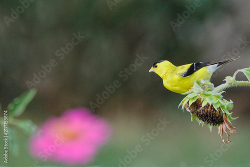 Bright yellow bird perches delicately on dried sunflower head. Soft pink flower blooms softly in blurred background. Natural light enhances vivid colors and textured details