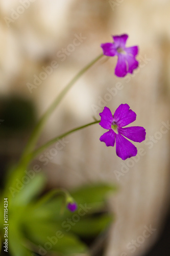 Carnivorous plant Butterwort, Pinguicula, purple flower