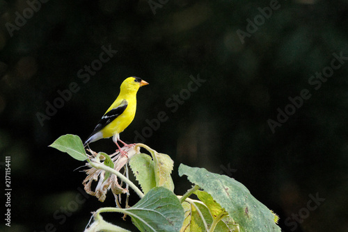 Bright yellow bird perches on green leaves. Dark background highlights vibrant plumage and delicate posture. Natural setting offers calm, serene wildlife moment. Perfect for nature, ecology