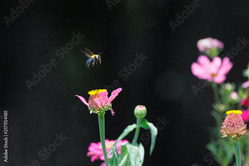 Pink flower blooms against dark background. Hovering bee approaches blossoms with delicate wings. Soft petals frame vibrant yellow centers. Natural movement captures insects' grace in garden