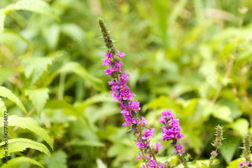 Flora of Finland -bright flowering spikes of Lythrum salicaria, purple loosestrife, as a part of a summer bouquete
