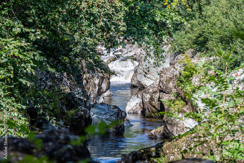river in the forest