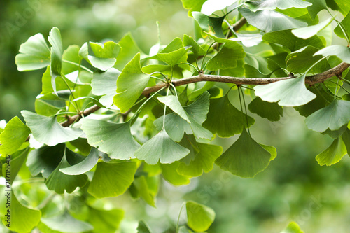 Obraz na płótnie Green Ginkgo Biloba Tree Branch and Leaves in Summer