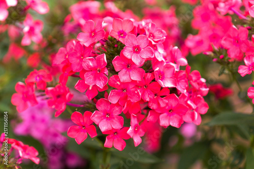 Foto Bright Pink Garden Phlox paniculata, garden phlox natural floral macro backgroun