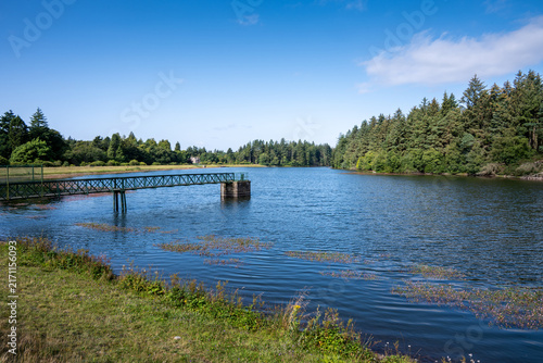 lake in the forest
