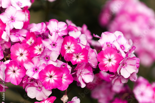 Foto Bright Pink Garden Phlox paniculata, garden phlox natural floral macro backgroun