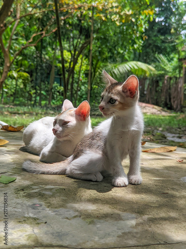 Foto Two adorable kittens sitting together in a sunny garden