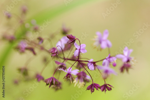 Delicate Purple Thalictrum Delavayi Meadow Rue Flowers Blooming