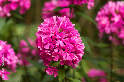 Bright Pink Garden Phlox paniculata, garden phlox natural floral macro background