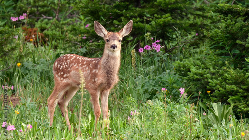 Mule Deer fawn among summer wildflowers, alert gaze