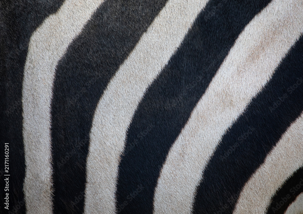 Naklejka premium Zebra Stripes