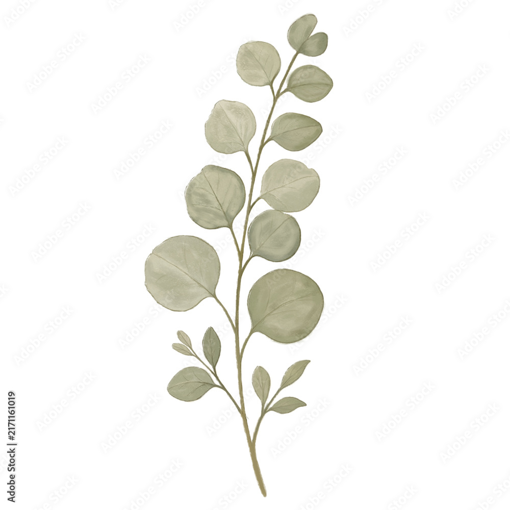 Obraz premium Watercolor eucalyptus branch with green leaves, minimalist botanical. 